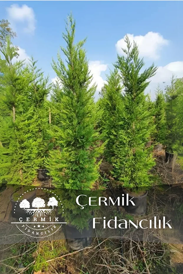 Saksılı Leylandi Çam Fidanı 3 Yaş 1.5 Metre Boy Çit Bitkisi - 1