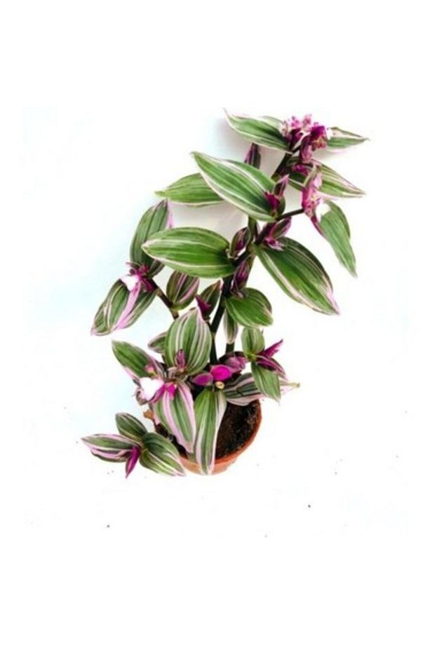 Tradescantia Nanouk Pembe Telgraf Çiçeği Fidanı 10-20 Cm - 3