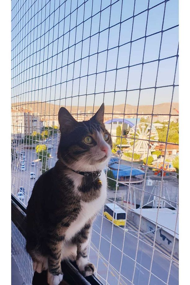 Kedi Filesi, Hayvan Koruma Filesi (3metre*6metre) - 3