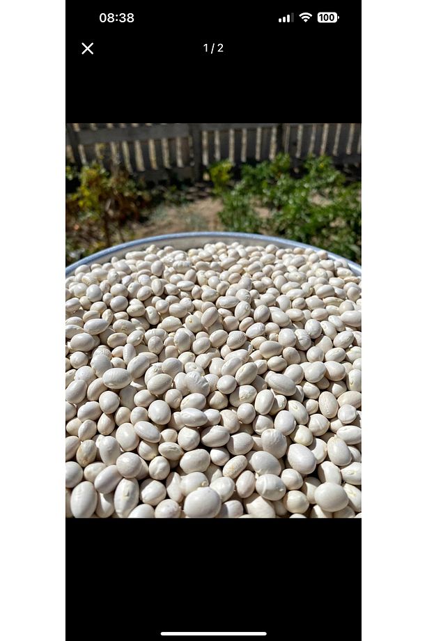 İspir Şeker Fasulyesi 1 Kg - 2