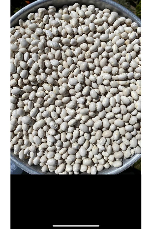 İspir Şeker Fasulyesi 1 Kg - 3