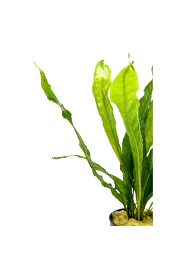 Özden Aquatics 1 Saksı Microsorum Pteropus (Dev Java Fern) Canlı Akvaryum Bitkisi - 3