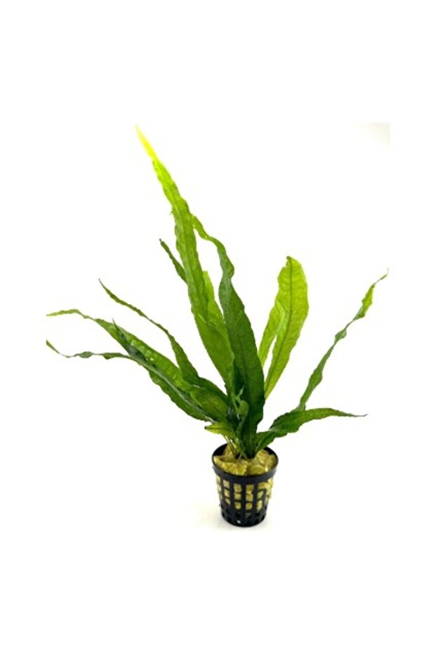 Özden Aquatics 1 Saksı Microsorum Pteropus (Dev Java Fern) Canlı Akvaryum Bitkisi - 1