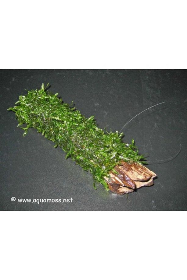 Akvaryum Bitkileri Moss Dala Sarılı Java Moss - 2