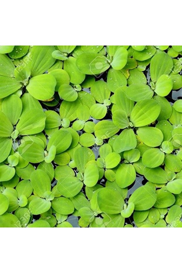 Pistia Stratiotes Su Üstü Canlı Bitki 10 Adet - 1