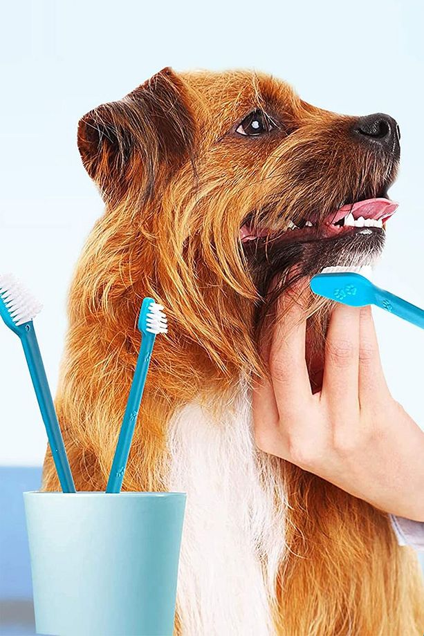 Evcil Hayvan Diş Fırçası 4 Adet Çift Taraflı Kedi Köpek Ağız Bakım Fırçası Yavru Pet Temizlik Aparat - 7