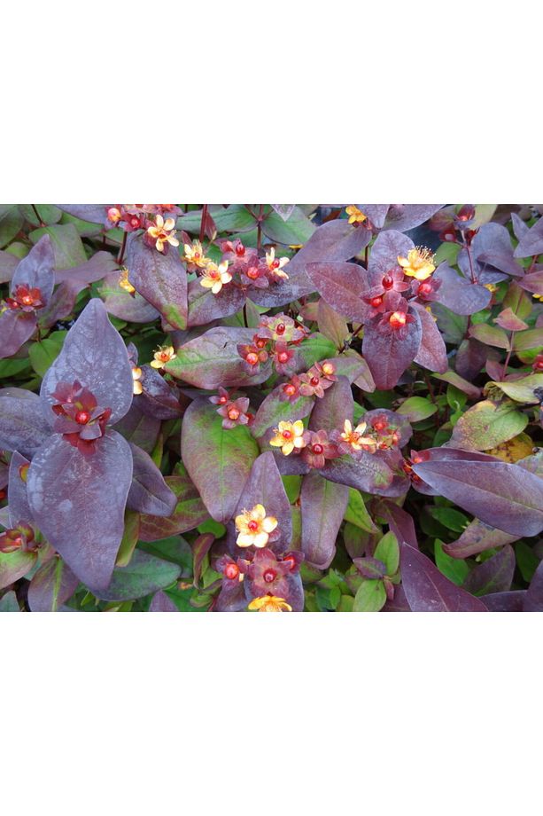 SİYAH KANTARON ÇALISI - Hypericum Inodorum Magical Black - 2