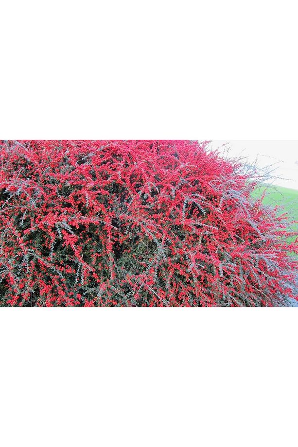 COTONEASTER HORİZONTALİS - YAYILICI DAĞ MUŞMULASI - 5