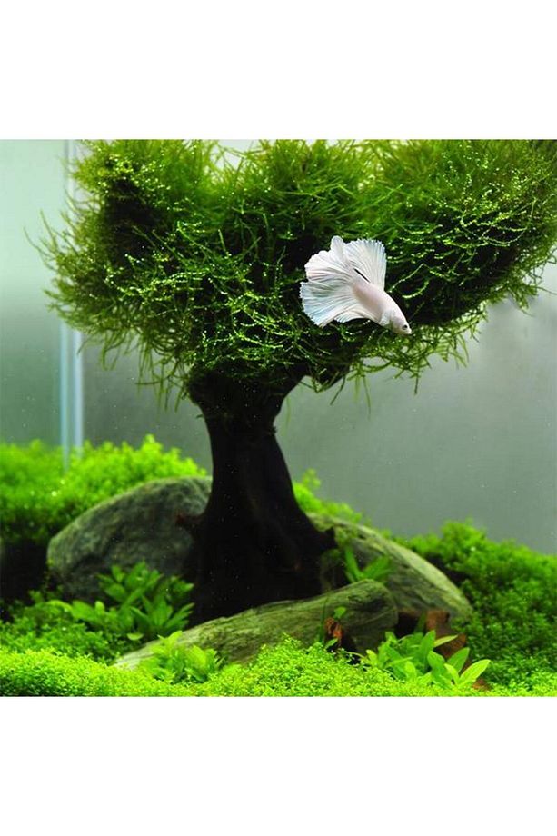 Vesicularia Dubyana Java Moss 10x10cm Canlı Bitki - 3
