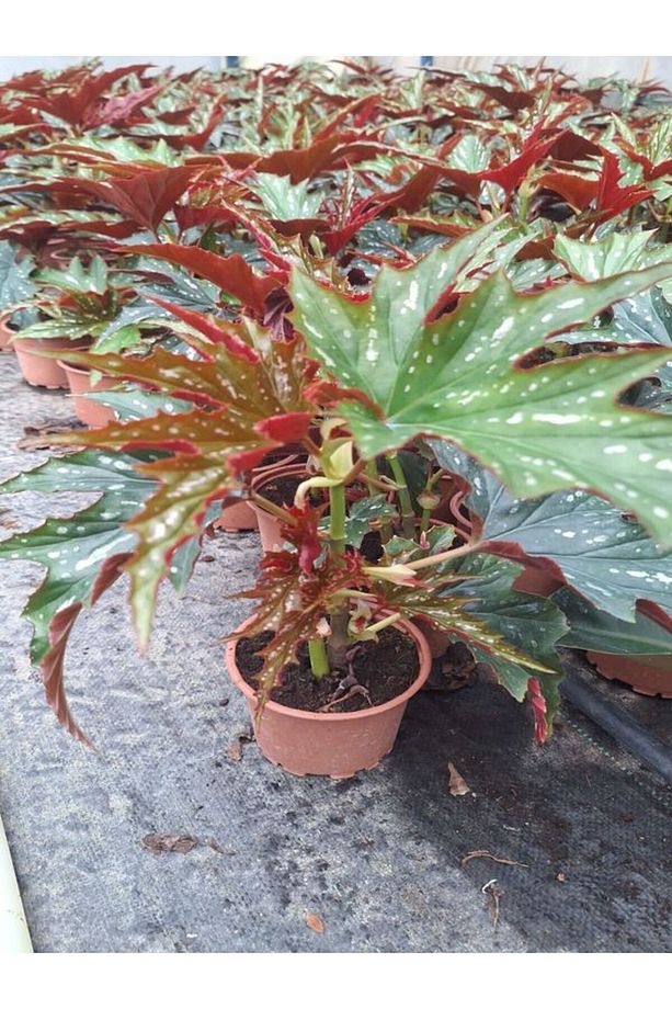 Videolu Çınar Benekli Begonya Çiçeği 1 ADET Saksılı 15-30Cm İç Mekan Ofis Salon Bitkisi(Begonia Rex) - 4