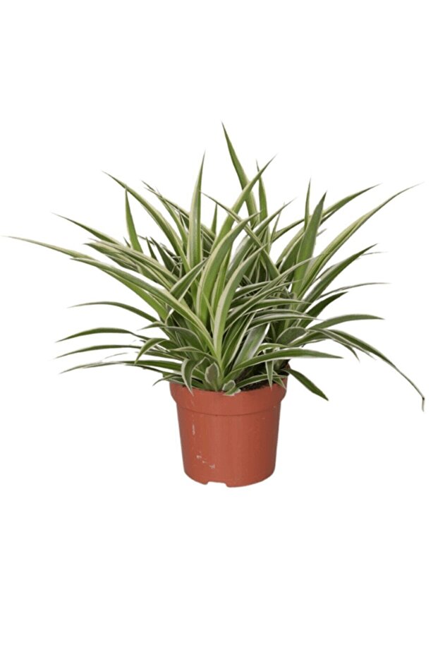 Kurdele Çiçeği - 2