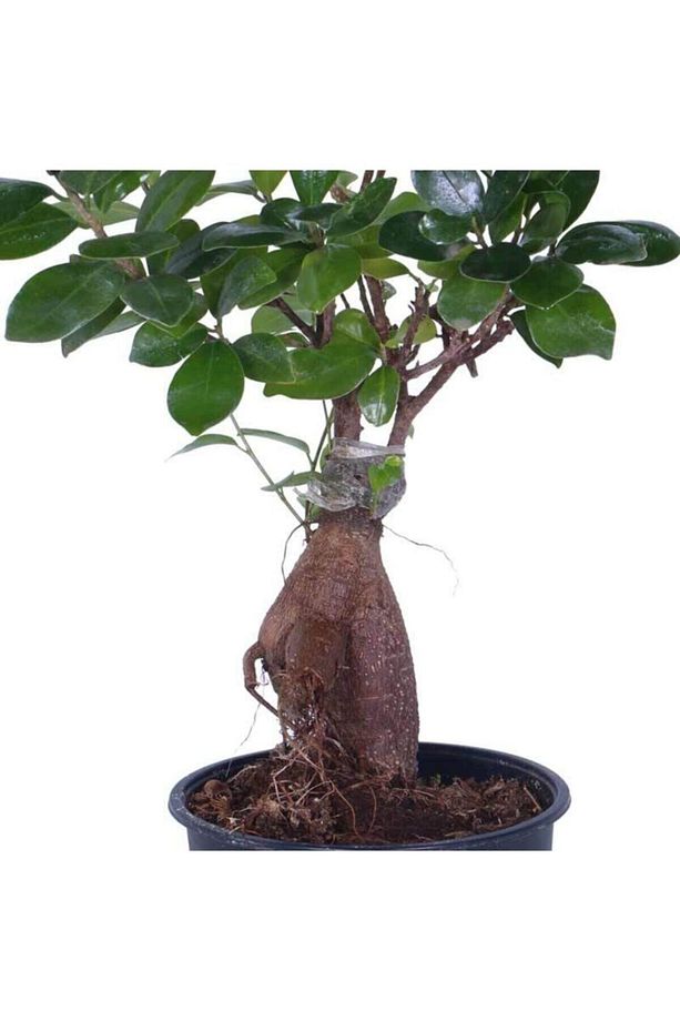 Videolu Ginseng Bonsai 1 Adet Saksılı 40-60 Cm Iç Mekan Salon Ofis Bitkisi (FİCUS MİCROCARPA) - 5