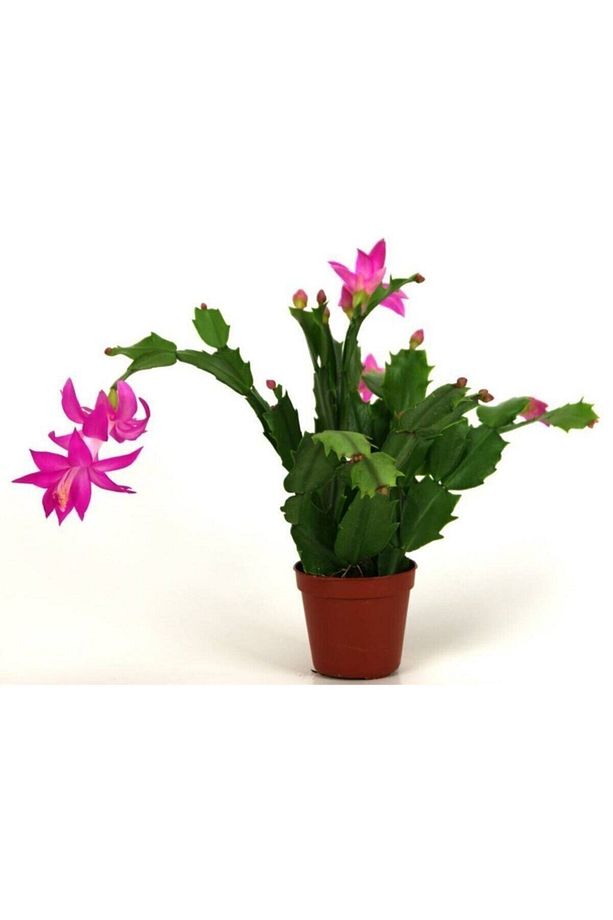 Videolu Mor Yılbaşı Çiçeği Fidanı 1 Adet Saksılı 15-25cm Salon Iç Mekan Bitkisi (PASKALYA) - 3