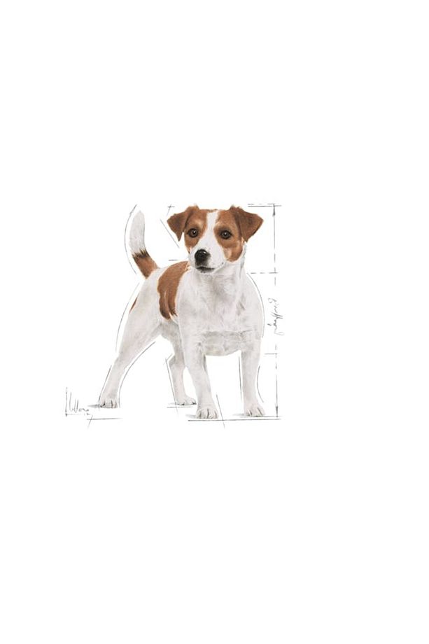 Mini Adult Pouch Yetişkin Köpek Konservesi 85 gr - 3