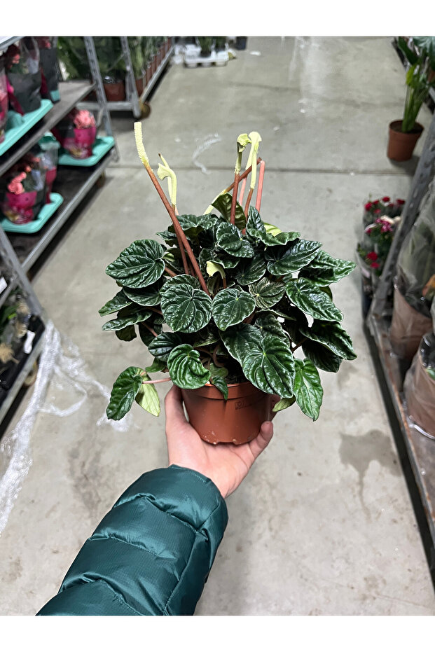 Peperomia Caperata 'Emerald Ripple' - 3