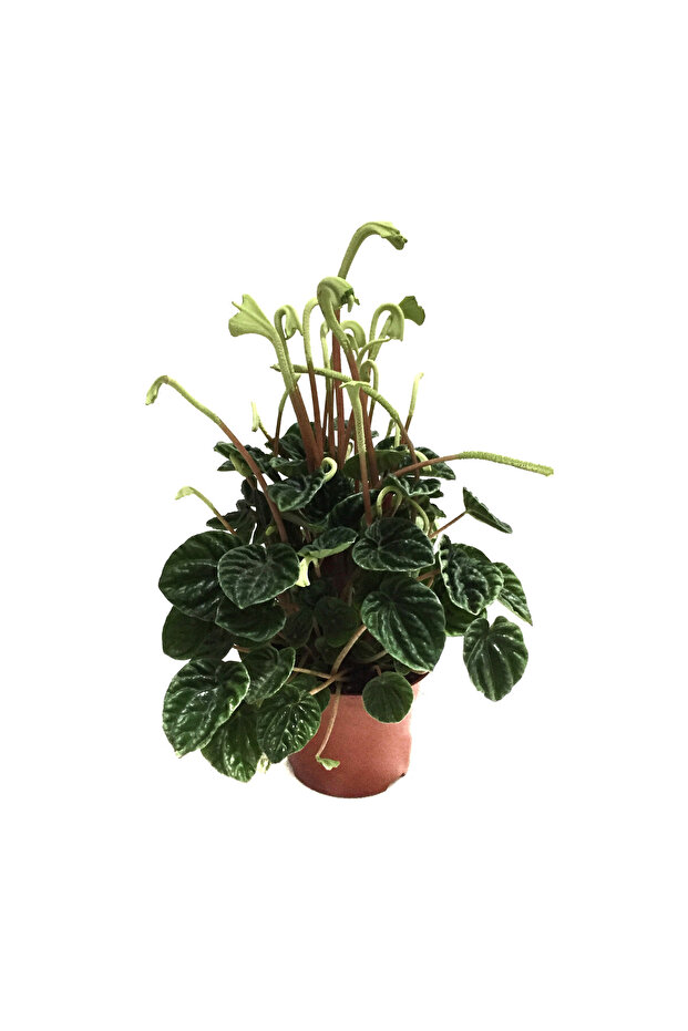 Peperomia Caperata 'Emerald Ripple' - 1
