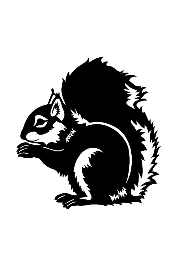 Squirrel Wall Decor Sticker A+ Quality 40 X 44 cm Durable