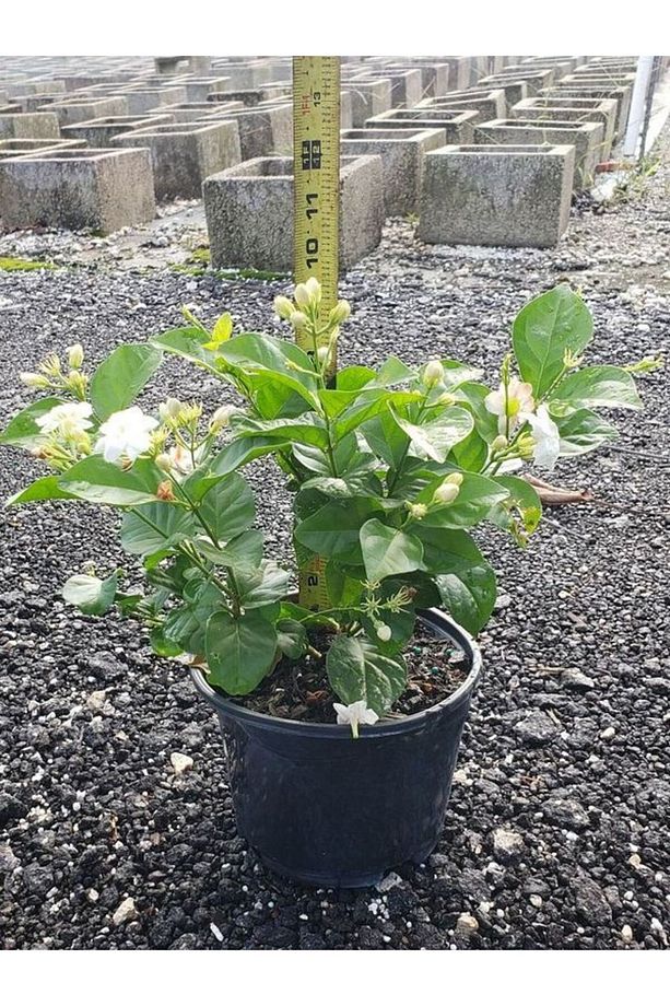 Limon Kokulu Yasemin Çiçeği Fidanı Kokulu Ful Yasemin Çiçeği 40-80cm - 2