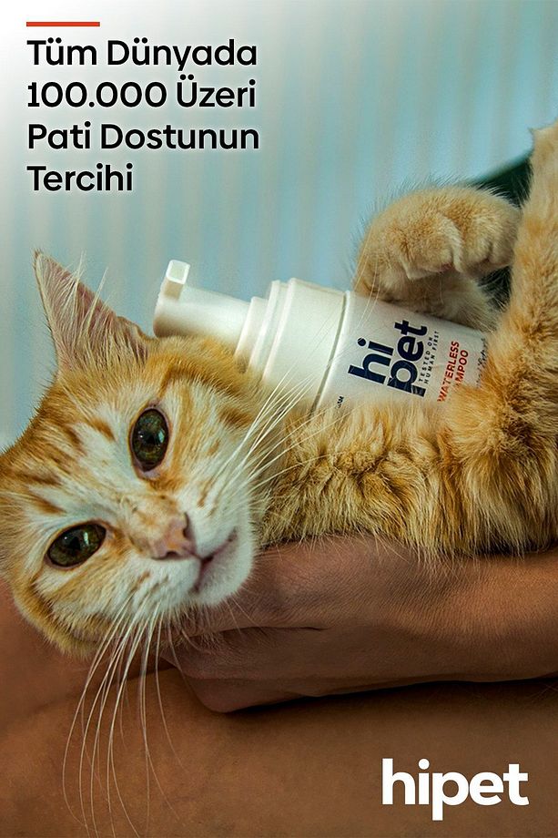 Kedi Kuru Şampuan - 5