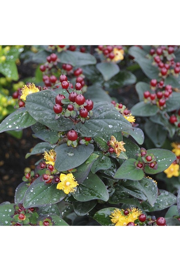 SİYAH KANTARON ÇALISI 10 ADET - Hypericum Inodorum Magical Black - 2