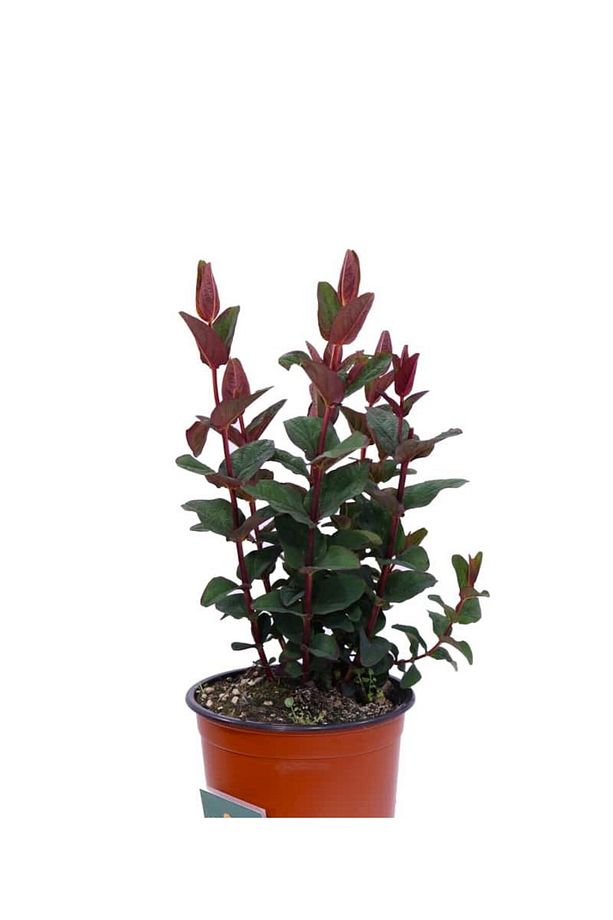 SİYAH KANTARON ÇALISI - Hypericum Inodorum Magical Black - 4