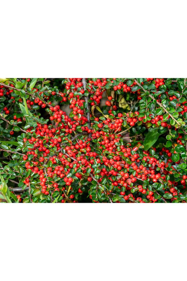 COTONEASTER HORİZONTALİS 5 ADET - YAYILICI DAĞ MUŞMULASI - 6