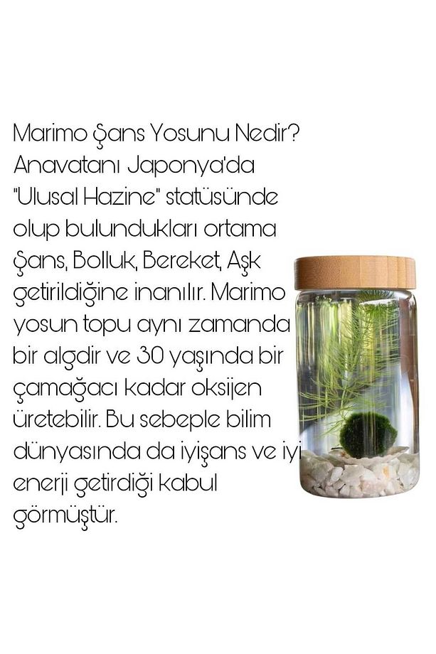 Marimo Baby Şans Yosunu Mossball Büyütmek Ve Çoğaltmak Için 1 Adet (0.5-1CM) - 6