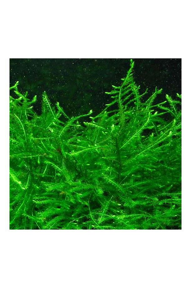Vesicularia Dubyana Java Moss 10x10cm Canlı Bitki - 1