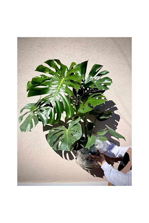 Monstera 80-90cm - 1