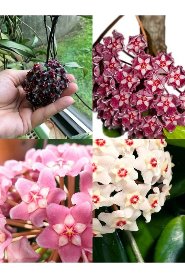 Videolu Kokulu Mum Çiçeği Bitkisi 4 Adet Saksılı 10-20cm Iç Mekan Salon Bitkisi (HOYA) - 1