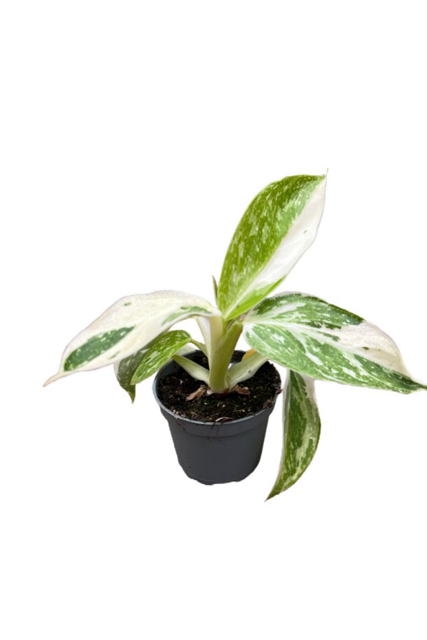 Philodendron 'Jose Buono'