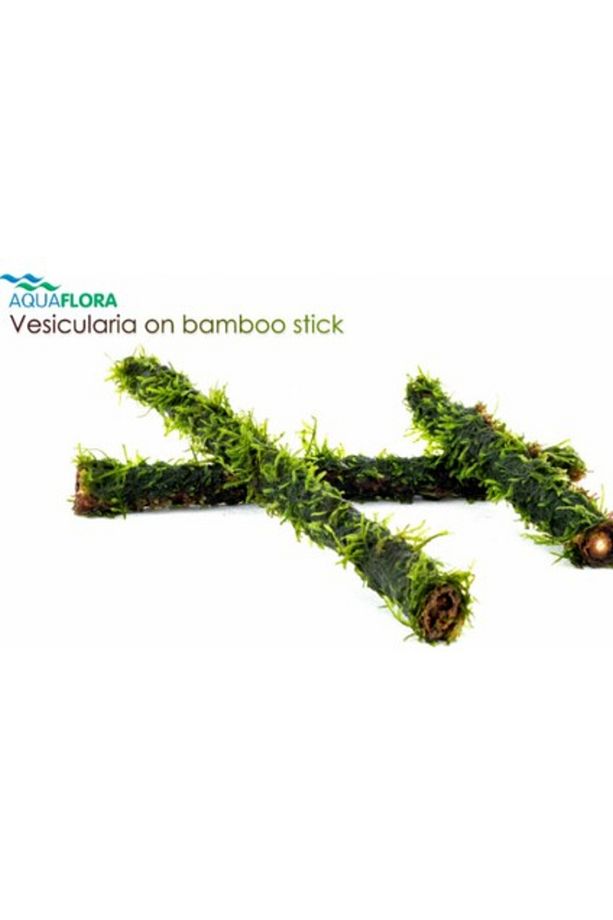 Akvaryum Bitkileri Moss Dala Sarılı Java Moss - 3