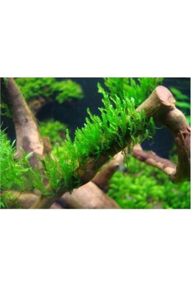 Akvaryum Bitkileri Moss Dala Sarılı Java Moss - 1