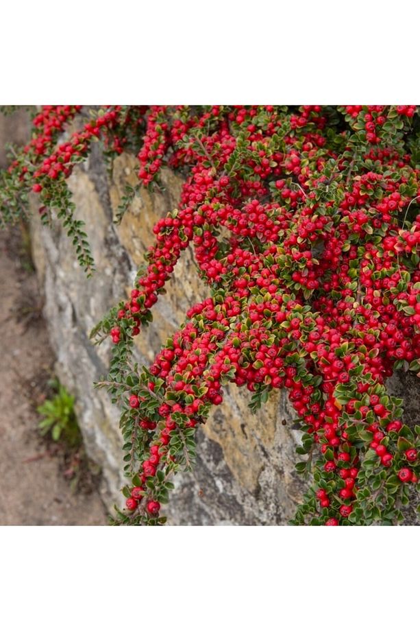 COTONEASTER HORİZONTALİS - YAYILICI DAĞ MUŞMULASI - 4