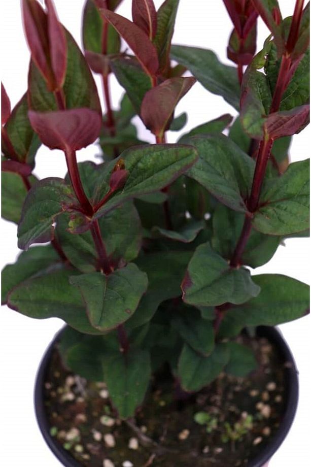 SİYAH KANTARON ÇALISI - Hypericum Inodorum Magical Black - 5