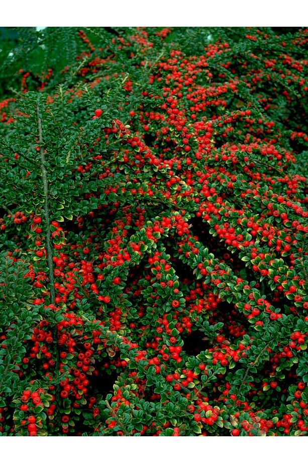 COTONEASTER HORİZONTALİS - YAYILICI DAĞ MUŞMULASI - 2
