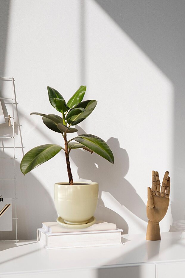 Tabaklı Krem U Çömlek Saksı 24x24 Cm - 1