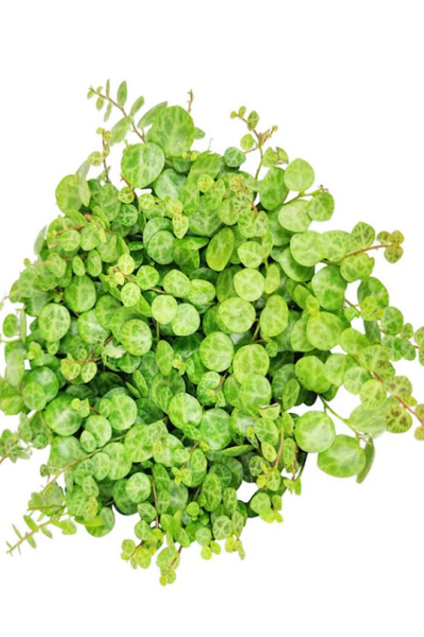 Kalp Kalbe Karşı Çiçeği Yeşil Yapraklı Peperomia Prostrata, Saksıda - 1