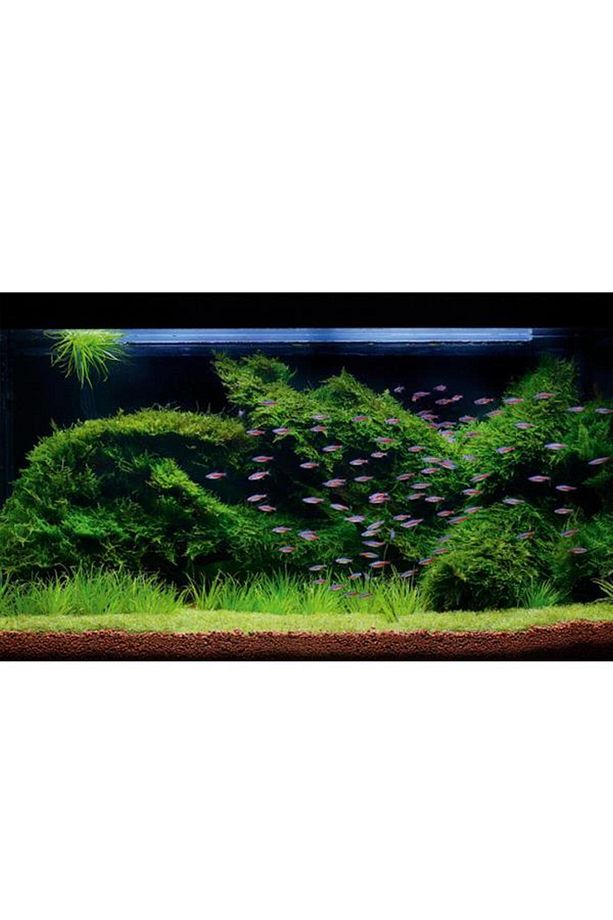 Vesicularia Dubyana Java Moss 10x10cm Canlı Bitki - 2