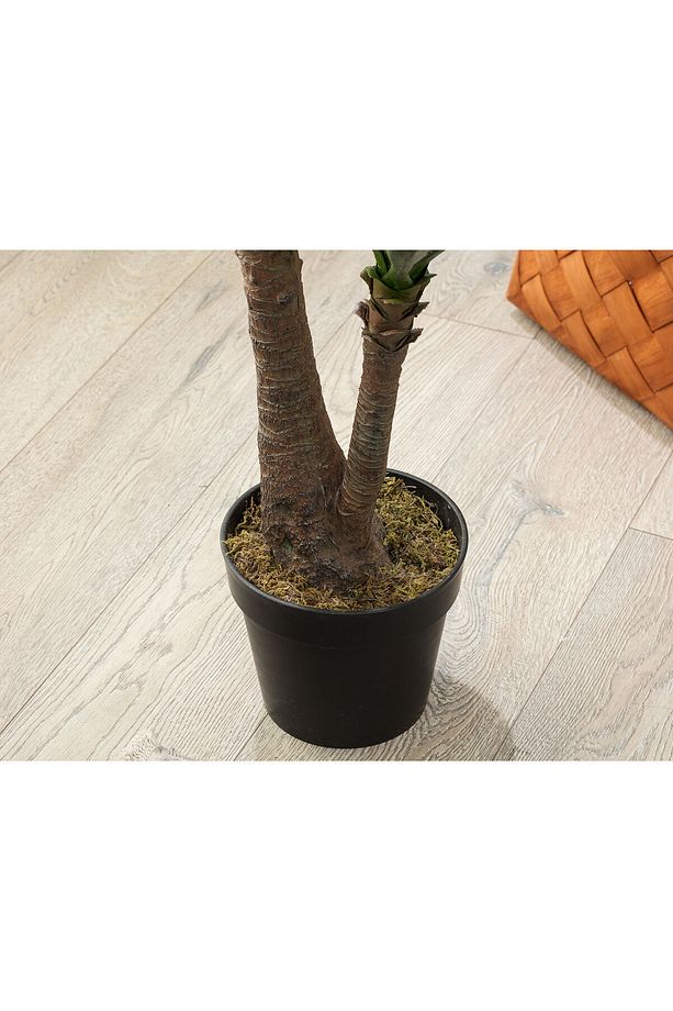 Buisson Saksılı Bitki - 3