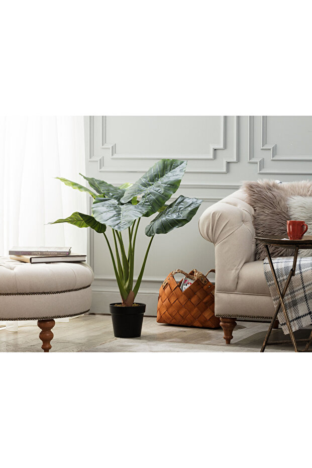 Anthemis Saksılı Bitki - 1