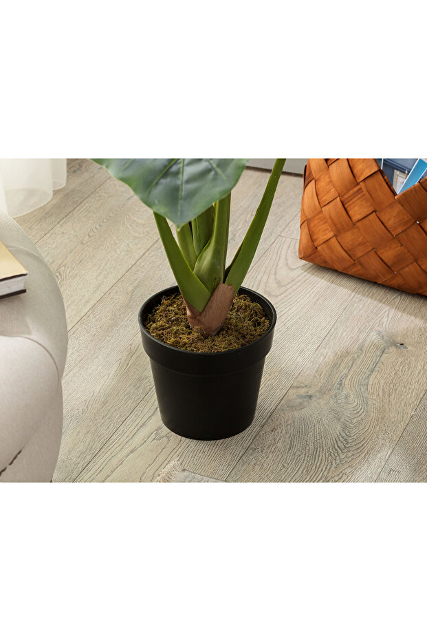 Anthemis Saksılı Bitki - 3