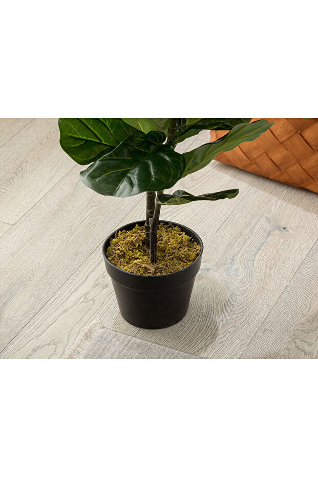 Joncher Saksılı Bitki - 3