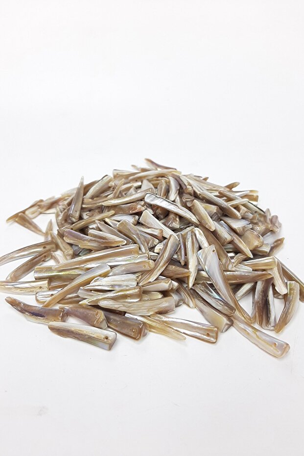 صدف بنمط السيف القهوة - 3