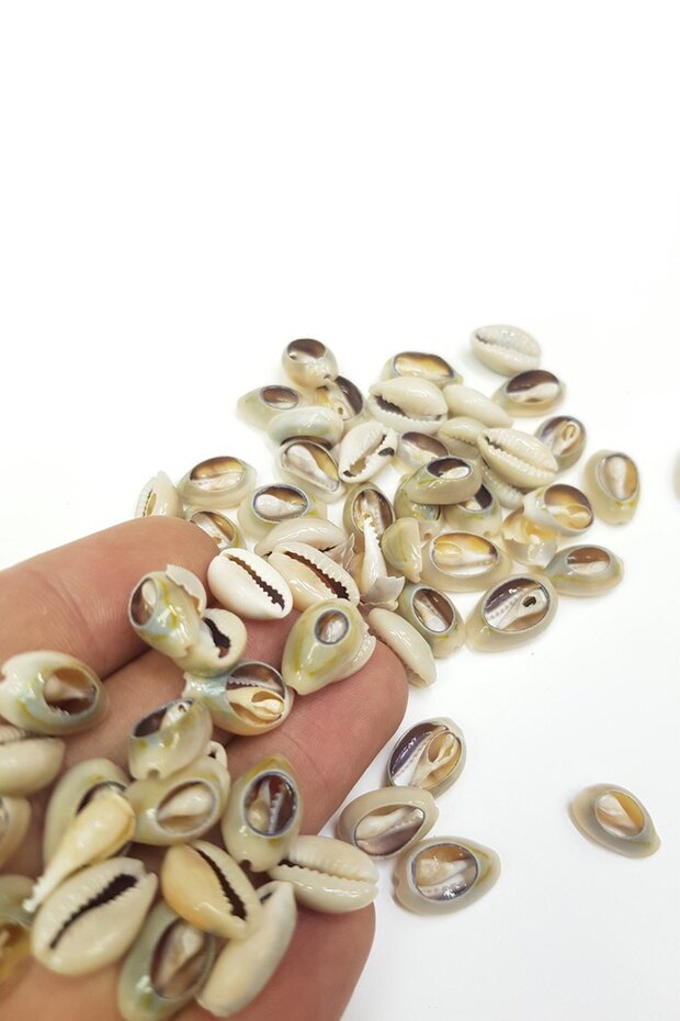 صدفة من الخرز السلوقي المخبوز