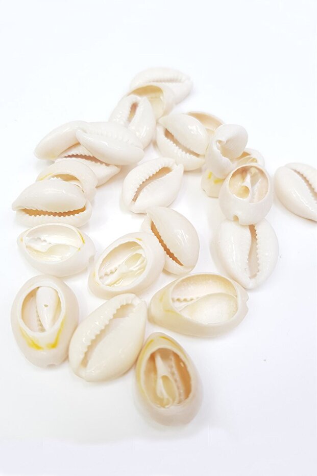 Conch Shell Greyhound Bead - 2