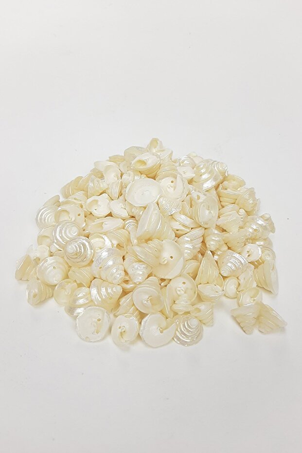 Cream Dome Patterned Seashell - 3
