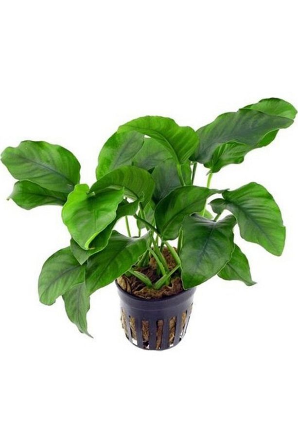 Akvaryum Bitkileri Anubias Barteri Var. 5-6 Yapraklı Kök Canlı Bitki - 1