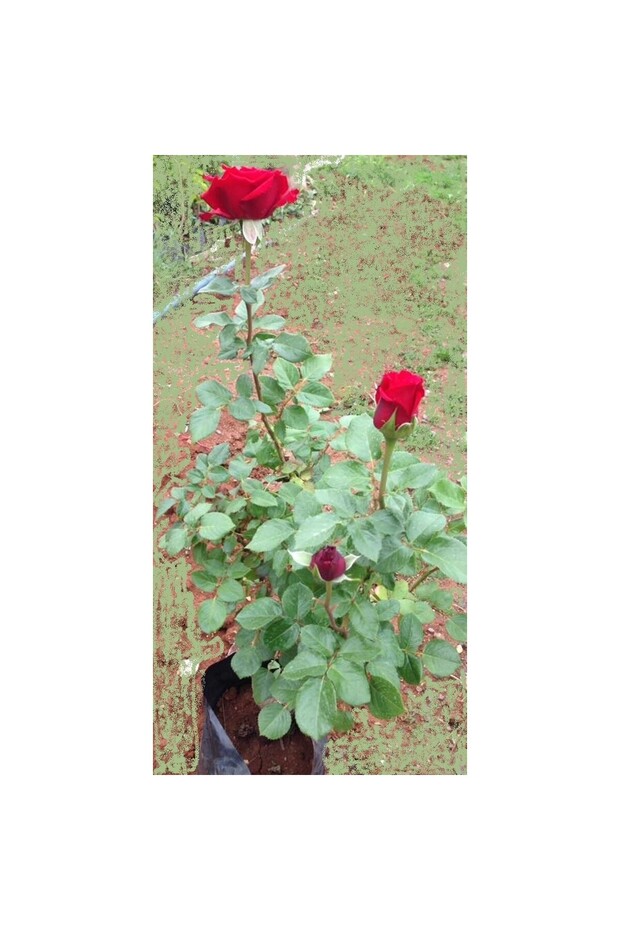 Kırmızı Gül Fidanı Saksıda 10-20 cm - 1
