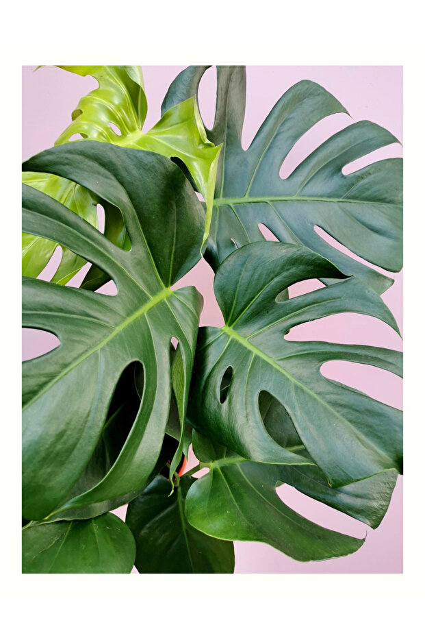 Monstera 80-90cm - 3